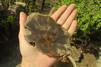 Polished Petrified Wood Slices x 3 From Gokwe, Zimbabwe