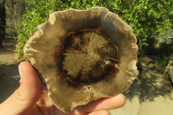 Polished Petrified Wood Slices x 3 From Gokwe, Zimbabwe