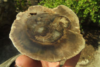 Polished Petrified Wood Slices x 3 From Gokwe, Zimbabwe