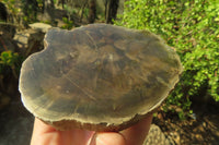 Polished Petrified Wood Slices x 3 From Gokwe, Zimbabwe
