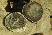 Polished Petrified Wood Slices x 3 From Gokwe, Zimbabwe