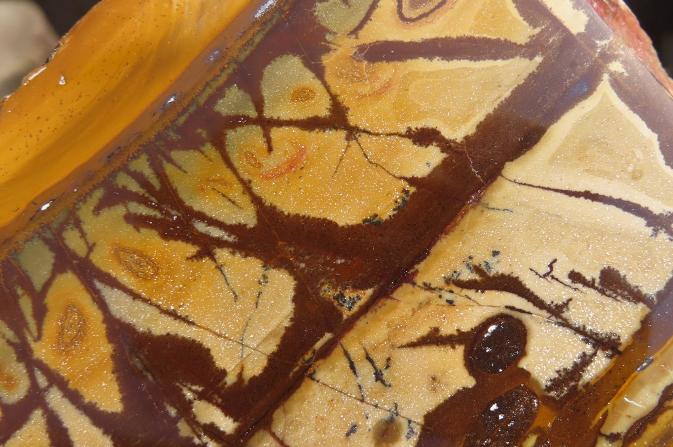 Polished On One Side Nguni Jasper Specimens x 2 From Prieska, South Africa - Toprock Gemstones and Minerals 