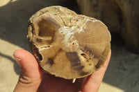 Polished Petrified Wood Branch Pieces x 2 From Gokwe, Zimbabwe - Toprock Gemstones and Minerals 