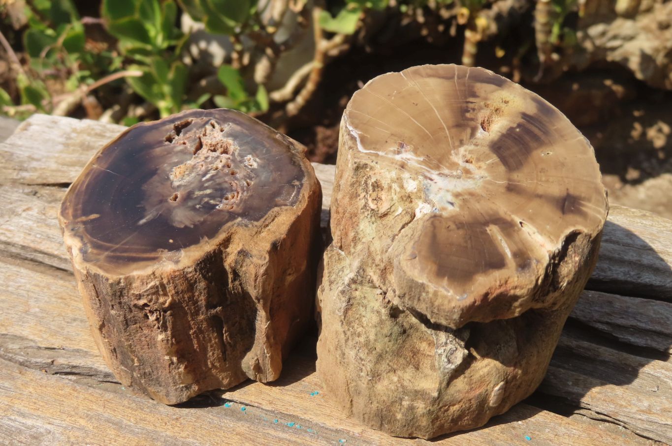 Polished Petrified Wood Branch Pieces x 2 From Gokwe, Zimbabwe - Toprock Gemstones and Minerals 