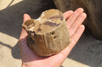 Polished Petrified Wood Branch Pieces x 2 From Gokwe, Zimbabwe - Toprock Gemstones and Minerals 