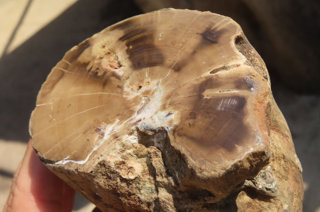 Polished Petrified Wood Branch Pieces x 2 From Gokwe, Zimbabwe - Toprock Gemstones and Minerals 