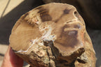 Polished Petrified Wood Branch Pieces x 2 From Gokwe, Zimbabwe - Toprock Gemstones and Minerals 