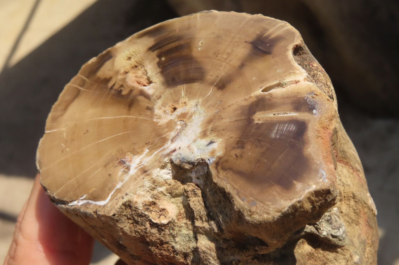 Polished Petrified Wood Branch Pieces x 2 From Gokwe, Zimbabwe - Toprock Gemstones and Minerals 