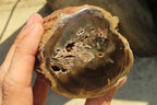 Polished Petrified Wood Branch Pieces x 2 From Gokwe, Zimbabwe - Toprock Gemstones and Minerals 
