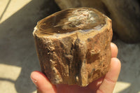 Polished Petrified Wood Branch Pieces x 2 From Gokwe, Zimbabwe - Toprock Gemstones and Minerals 