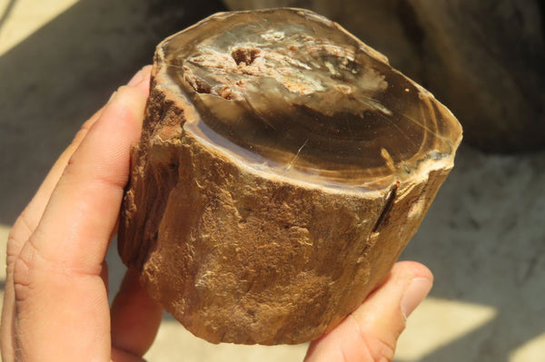 Polished Petrified Wood Branch Pieces x 2 From Gokwe, Zimbabwe - Toprock Gemstones and Minerals 