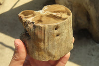 Polished Petrified Wood Branch Pieces x 2 From Gokwe, Zimbabwe - Toprock Gemstones and Minerals 
