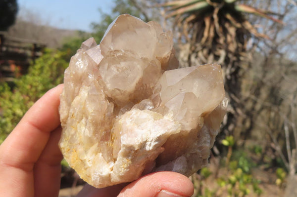 Natural Smokey Quartz Clusters x 6 From Luena, Congo - Toprock Gemstones and Minerals 