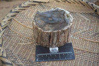 Polished on One Side Petrified Wood Branch Pieces x 2 From Gokwe, Zimbabwe - Toprock Gemstones and Minerals 