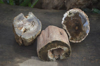 Polished on One Side Petrified Wood Branch Pieces x 2 From Gokwe, Zimbabwe - Toprock Gemstones and Minerals 
