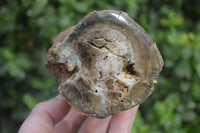 Polished on One Side Petrified Wood Branch Pieces x 2 From Gokwe, Zimbabwe - Toprock Gemstones and Minerals 