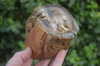 Polished on One Side Petrified Wood Branch Pieces x 2 From Gokwe, Zimbabwe - Toprock Gemstones and Minerals 