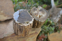 Polished on One Side Petrified Wood Branch Pieces x 2 From Gokwe, Zimbabwe - Toprock Gemstones and Minerals 