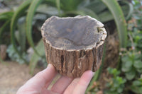 Polished on One Side Petrified Wood Branch Pieces x 2 From Gokwe, Zimbabwe - Toprock Gemstones and Minerals 