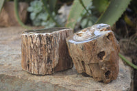 Polished on One Side Petrified Wood Branch Pieces x 2 From Gokwe, Zimbabwe - Toprock Gemstones and Minerals 