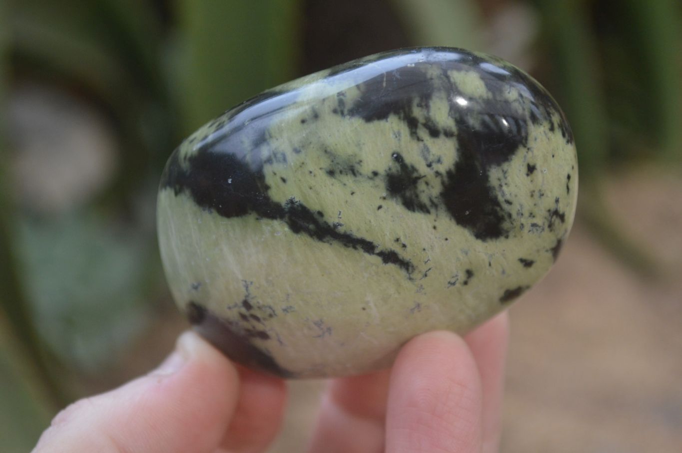 Polished Leopard Stone Galet-Palm Stones x 6 From Zimbabwe - Toprock Gemstones and Minerals 