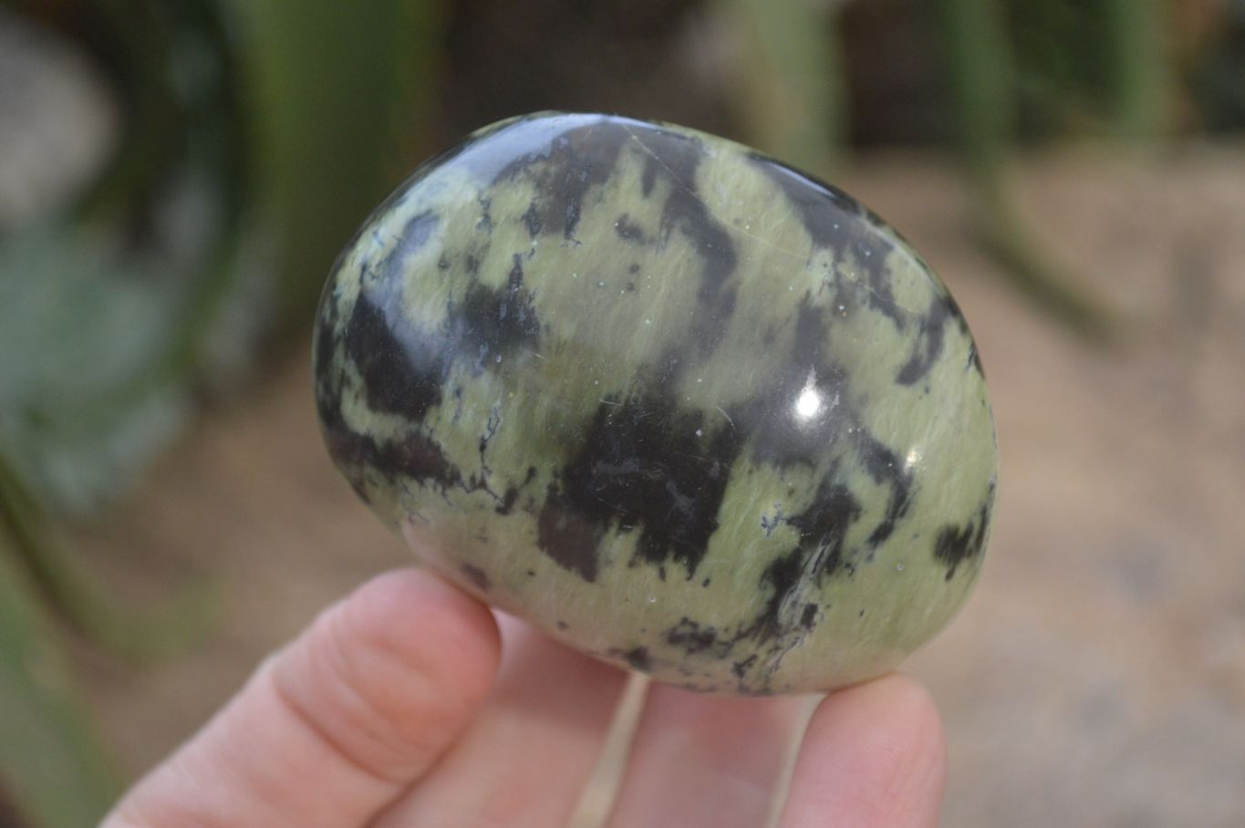 Polished Leopard Stone Galet-Palm Stones x 6 From Zimbabwe - Toprock Gemstones and Minerals 