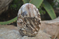 Polished Red Podocarpus Petrified Wood Standing Free Forms x 6 From Madagascar - Toprock Gemstones and Minerals 