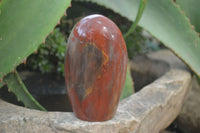 Polished Red Podocarpus Petrified Wood Standing Free Forms x 6 From Madagascar - Toprock Gemstones and Minerals 
