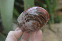 Polished Red Podocarpus Petrified Wood Standing Free Forms x 6 From Madagascar - Toprock Gemstones and Minerals 