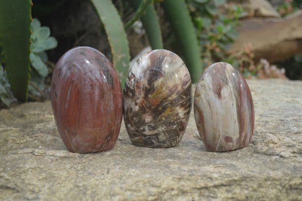 Polished Red Podocarpus Petrified Wood Standing Free Forms x 6 From Madagascar - Toprock Gemstones and Minerals 
