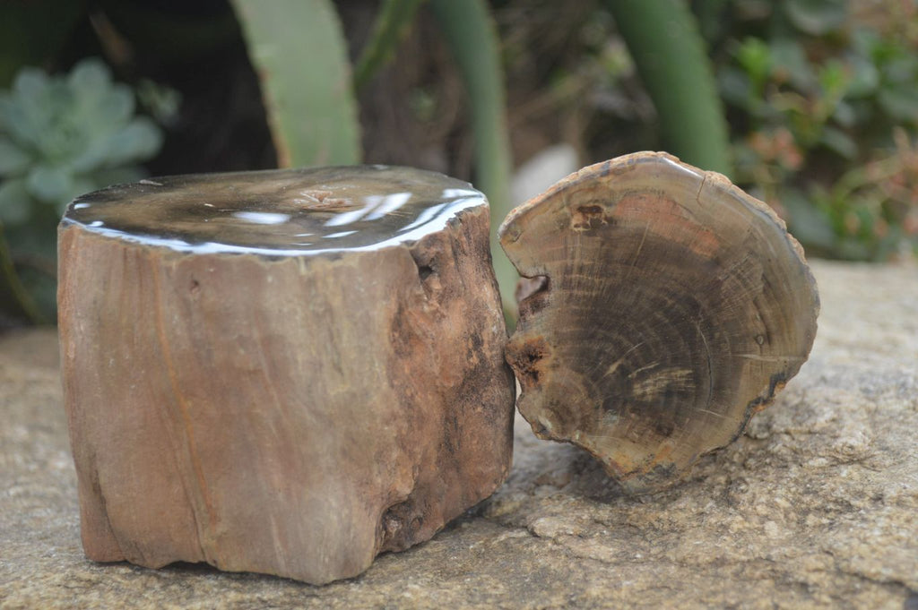 Polished Petrified Wood Branch Pieces x 2 From Gokwe, Zimbabwe - Toprock Gemstones and Minerals 