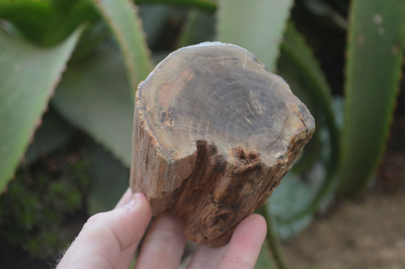 Polished Petrified Wood Branch Pieces x 2 From Gokwe, Zimbabwe - Toprock Gemstones and Minerals 