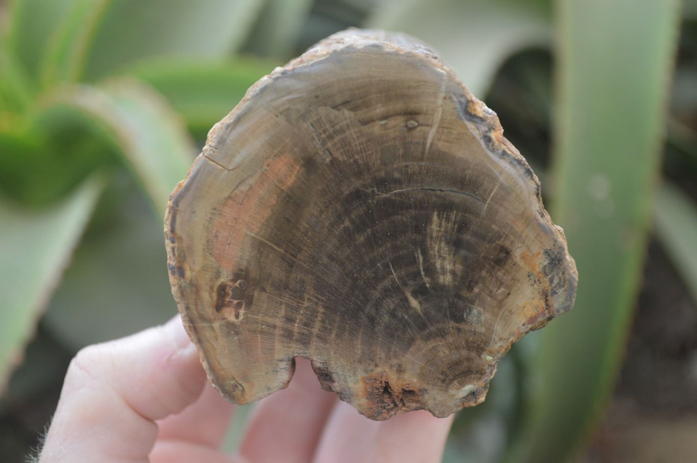 Polished Petrified Wood Branch Pieces x 2 From Gokwe, Zimbabwe - Toprock Gemstones and Minerals 