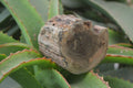 Polished Petrified Wood Branch Pieces x 2 From Gokwe, Zimbabwe - Toprock Gemstones and Minerals 