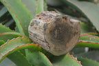 Polished Petrified Wood Branch Pieces x 2 From Gokwe, Zimbabwe - Toprock Gemstones and Minerals 
