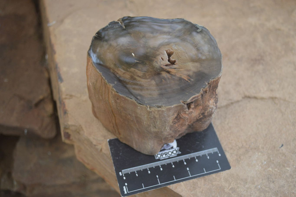 Polished Petrified Wood Branch Pieces x 2 From Gokwe, Zimbabwe - Toprock Gemstones and Minerals 