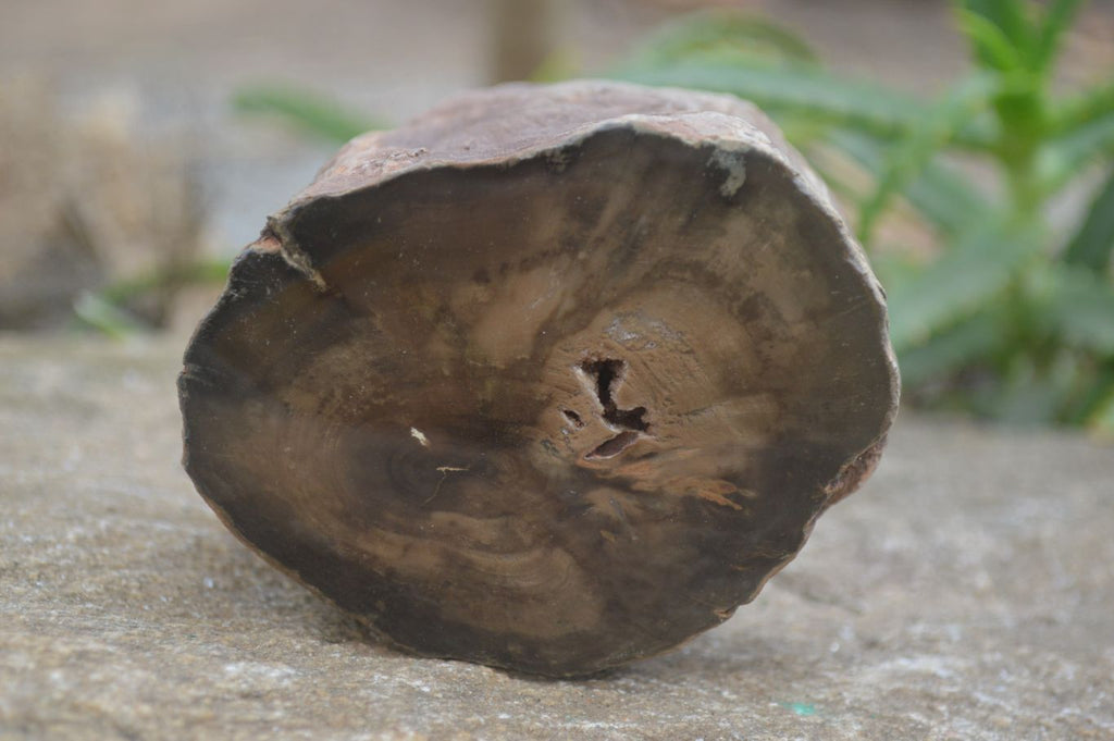 Polished Petrified Wood Branch Pieces x 2 From Gokwe, Zimbabwe - Toprock Gemstones and Minerals 