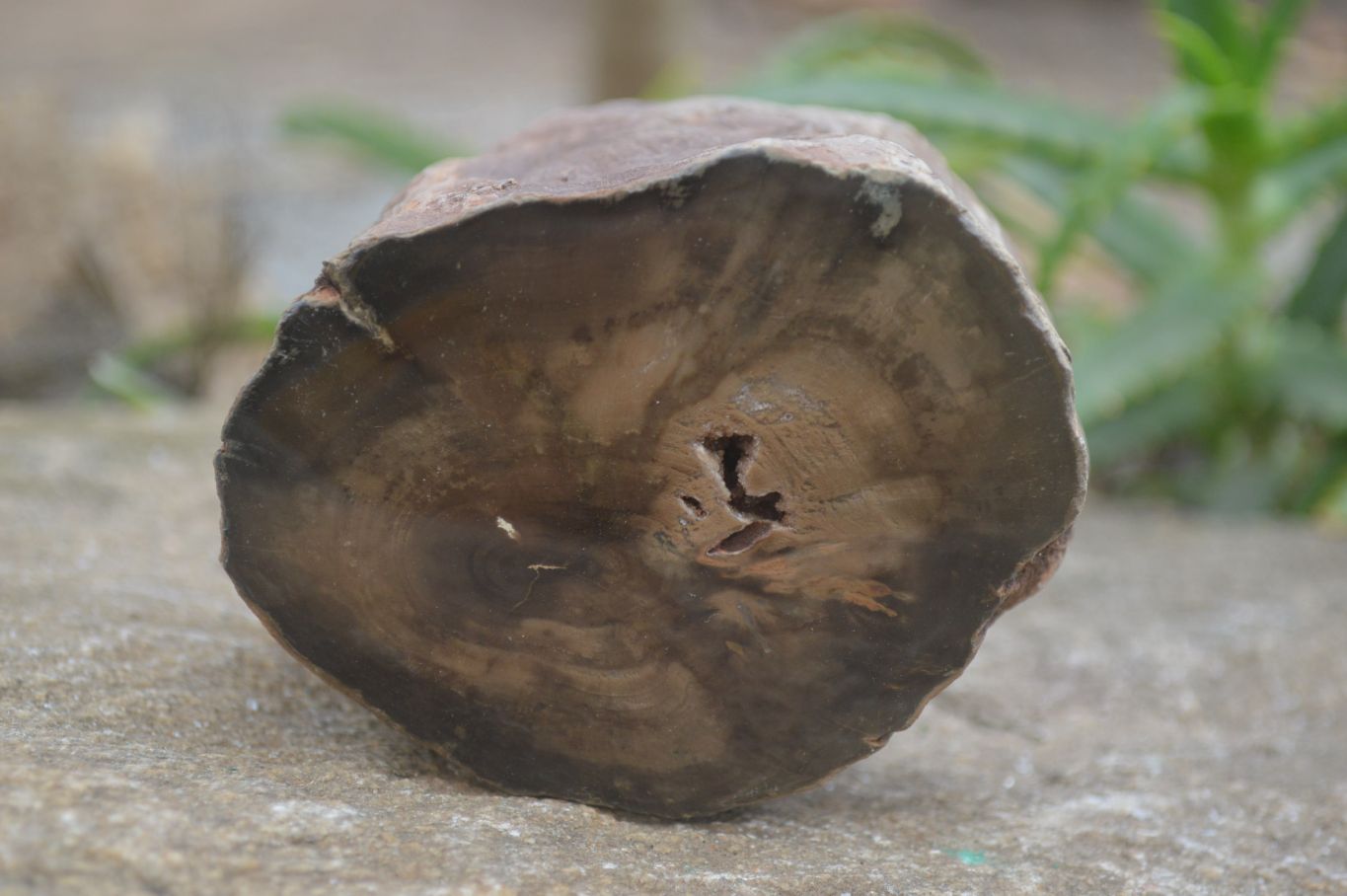 Polished Petrified Wood Branch Pieces x 2 From Gokwe, Zimbabwe - Toprock Gemstones and Minerals 