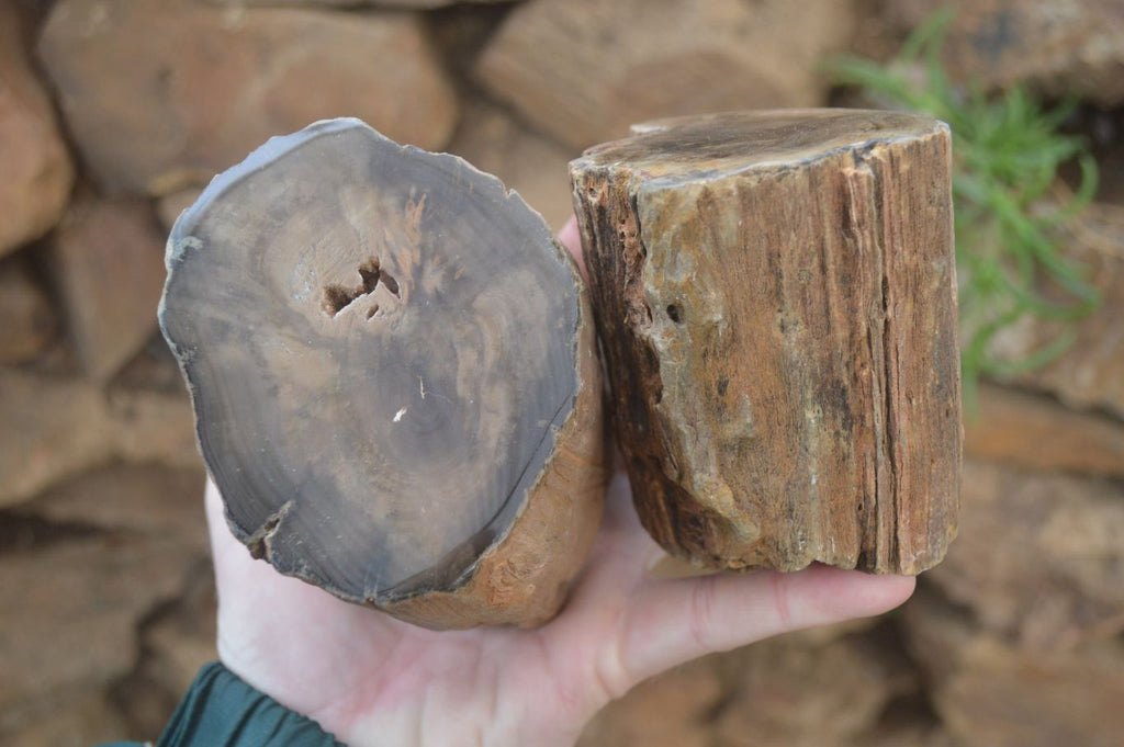 Polished Petrified Wood Branch Pieces x 2 From Gokwe, Zimbabwe - Toprock Gemstones and Minerals 