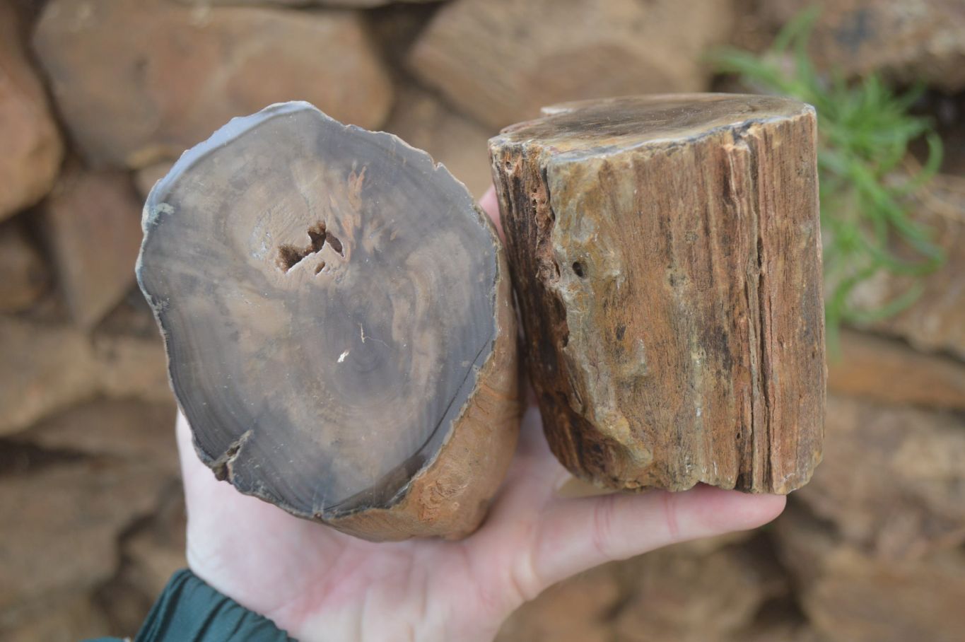 Polished Petrified Wood Branch Pieces x 2 From Gokwe, Zimbabwe - Toprock Gemstones and Minerals 
