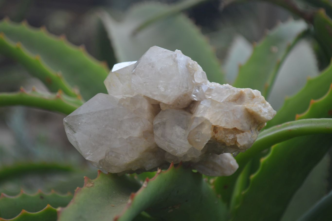 Natural Smokey Quartz Clusters x 3 From Luena, Congo - Toprock Gemstones and Minerals 