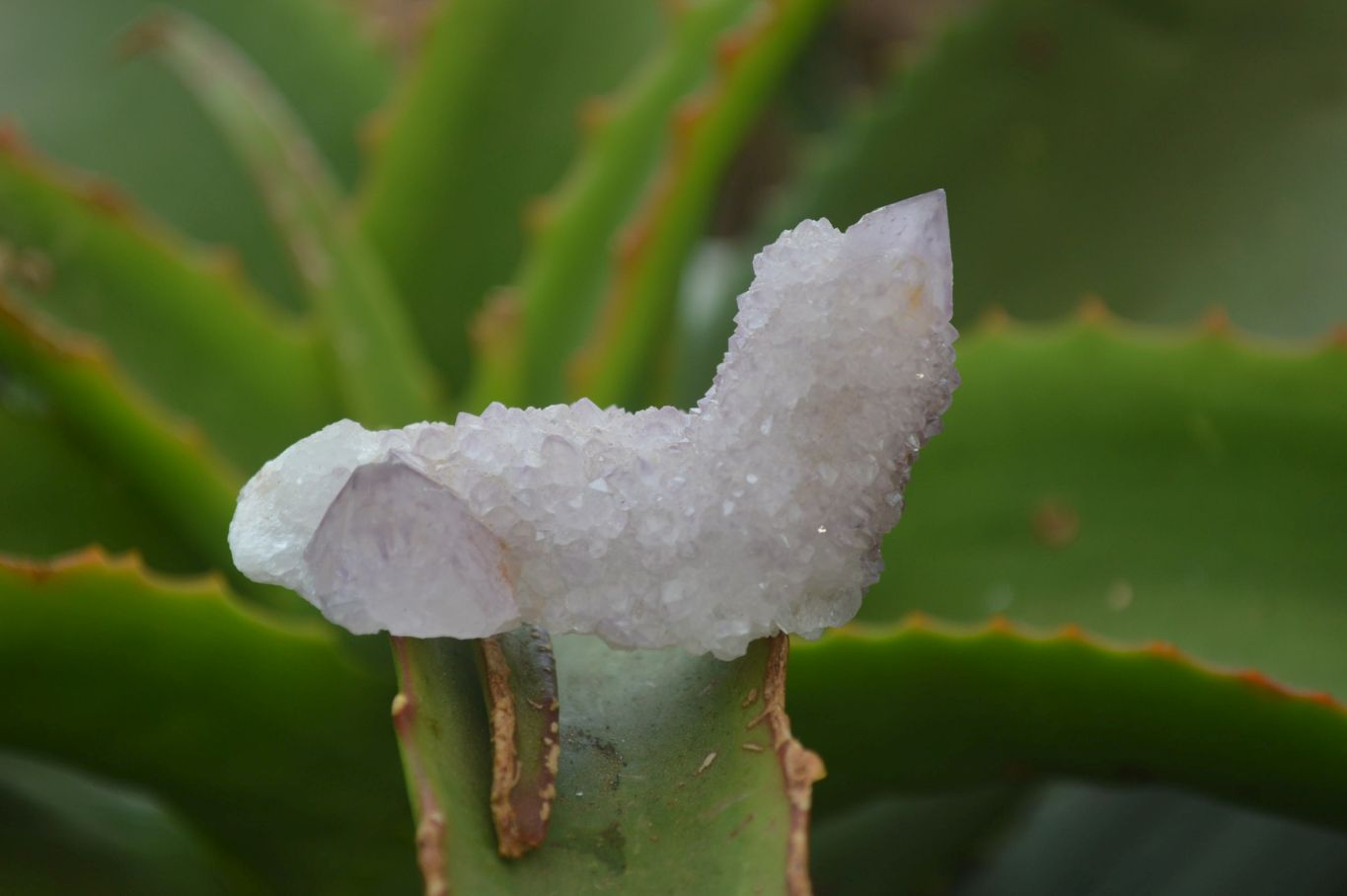 Natural Ametrine Spirit Quartz Clusters x 24 From Boekenhouthoek, South Africa - Toprock Gemstones and Minerals 