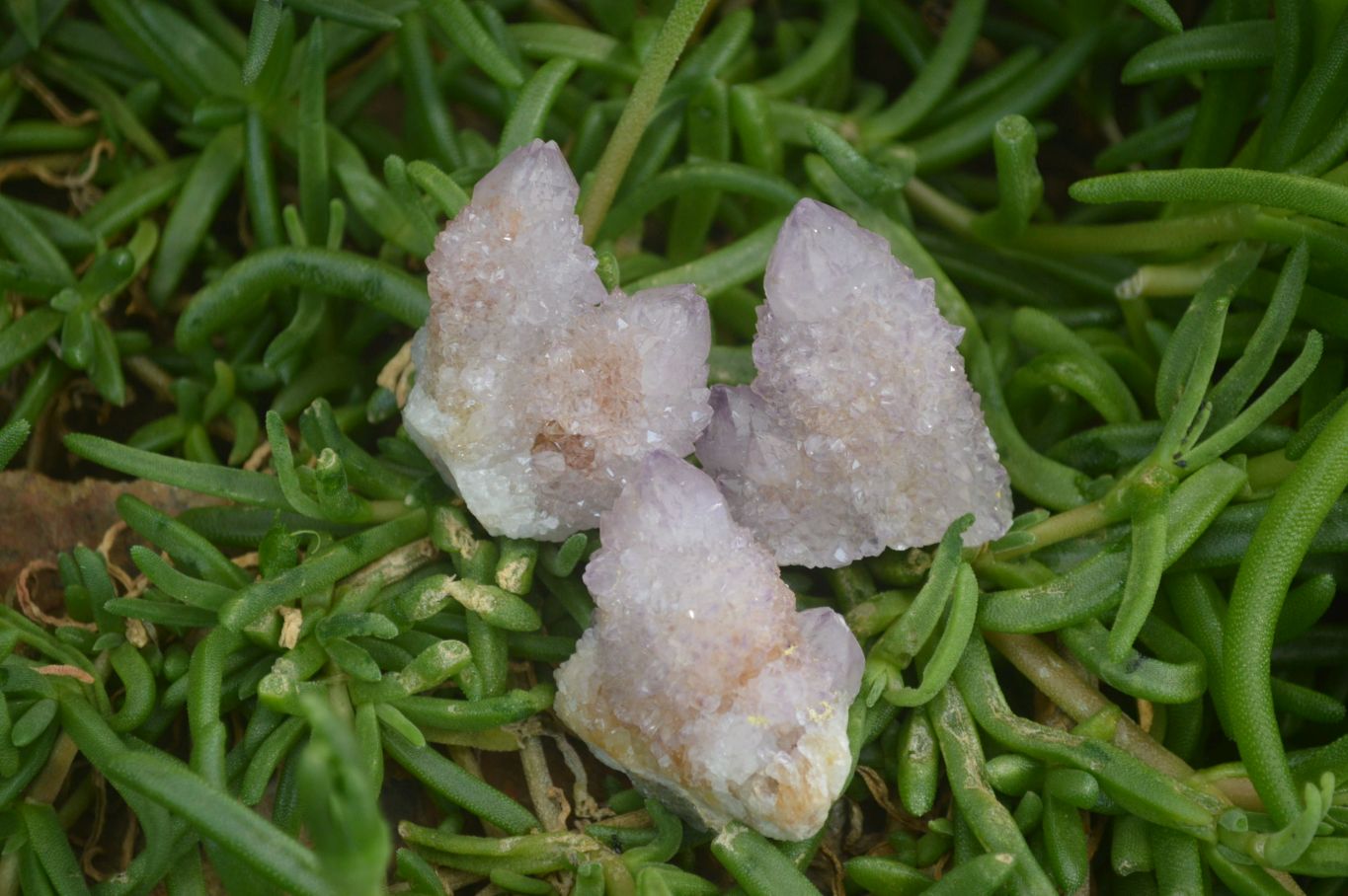 Natural Ametrine Spirit Quartz Clusters x 24 From Boekenhouthoek, South Africa - Toprock Gemstones and Minerals 
