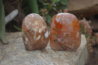 Polished Flower Agate Standing Free Forms x 2 From Madagascar - Toprock Gemstones and Minerals 