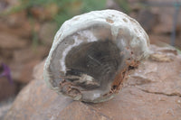 Polished Petrified Wood Branch Pieces X 3 From Gokwe, Zimbabwe - Toprock Gemstones and Minerals 