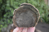 Polished Petrified Wood Branch Pieces X 3 From Gokwe, Zimbabwe - Toprock Gemstones and Minerals 