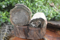 Polished Petrified Wood Branch Pieces X 3 From Gokwe, Zimbabwe - Toprock Gemstones and Minerals 