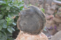 Polished Petrified Wood Branch Pieces X 3 From Gokwe, Zimbabwe - Toprock Gemstones and Minerals 