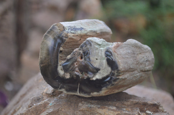 Polished Petrified Wood Branch Pieces X 3 From Gokwe, Zimbabwe - Toprock Gemstones and Minerals 