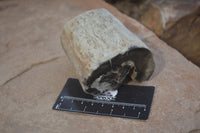 Polished Petrified Wood Branch Pieces X 3 From Gokwe, Zimbabwe - Toprock Gemstones and Minerals 